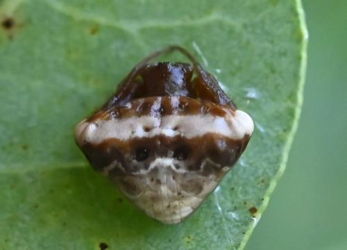 Cyrtarachne ixoides